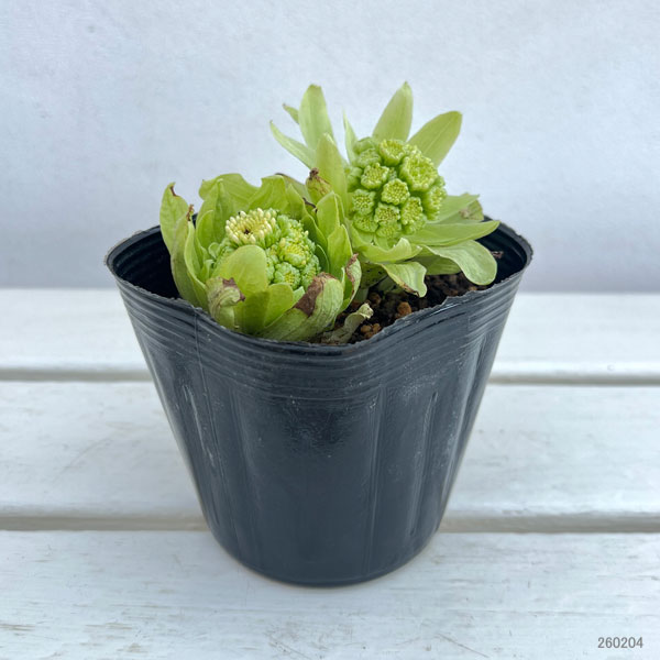 ふき(蕗・ふきのとう)3.5号ポット