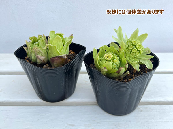 ふき(蕗・ふきのとう)3.5号ポット