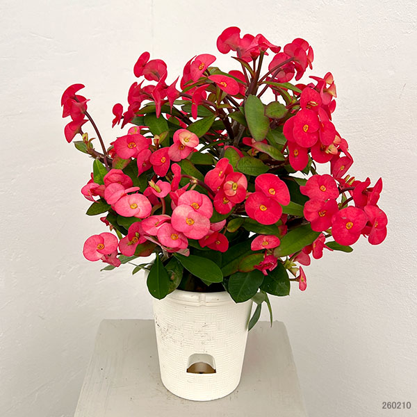 トゲ無し大輪ハナキリン（花キリン）：シャインキッス・レッド系4号鉢植え