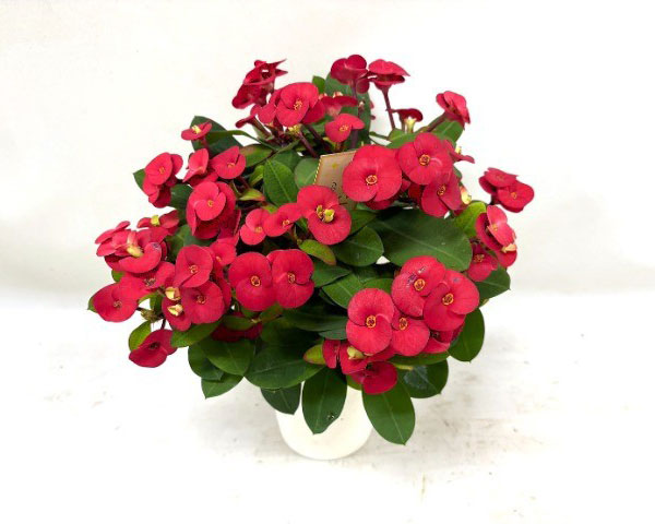 トゲ無し大輪ハナキリン（花キリン）：シャインキッス・レッド系4号鉢植え