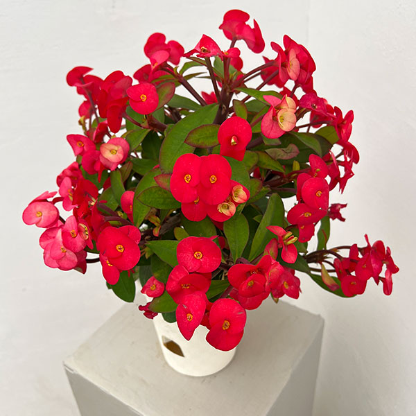 トゲ無し大輪ハナキリン（花キリン）：シャインキッス・レッド系4号鉢植え