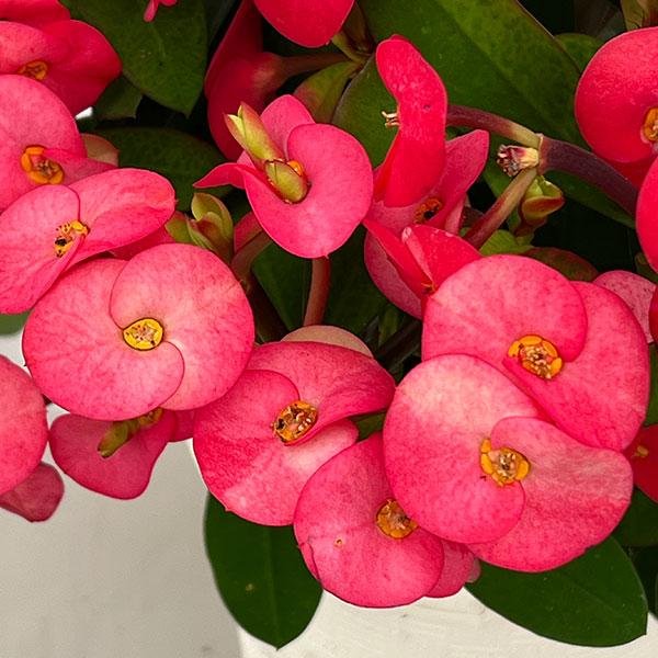 トゲ無し大輪ハナキリン（花キリン）：シャインキッス・レッド系4号鉢植え