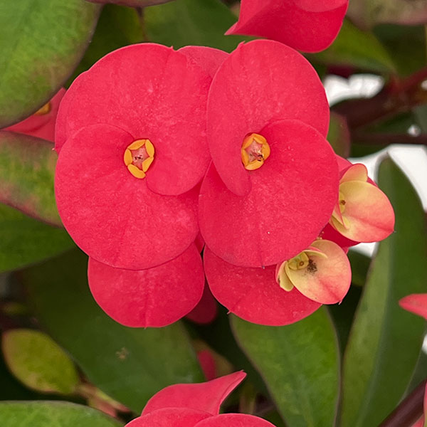 トゲ無し大輪ハナキリン（花キリン）：シャインキッス・レッド系4号鉢植え