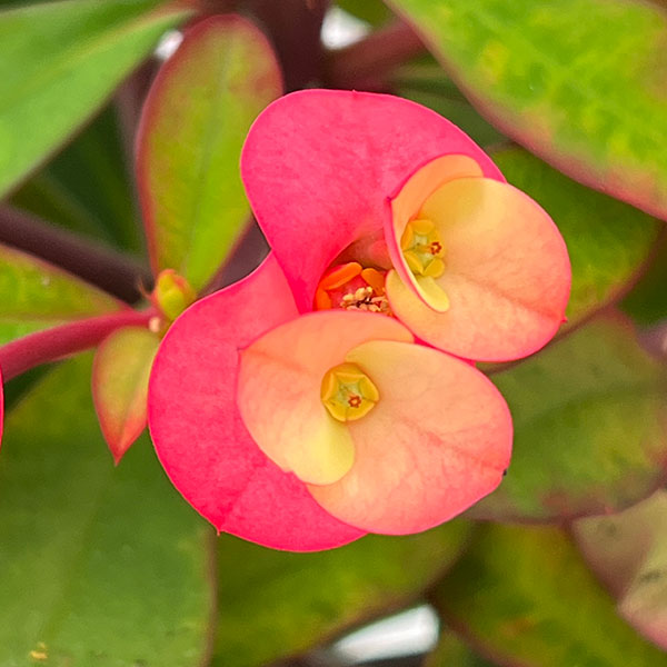 トゲ無し大輪ハナキリン（花キリン）：シャインキッス・レッド系4号鉢植え