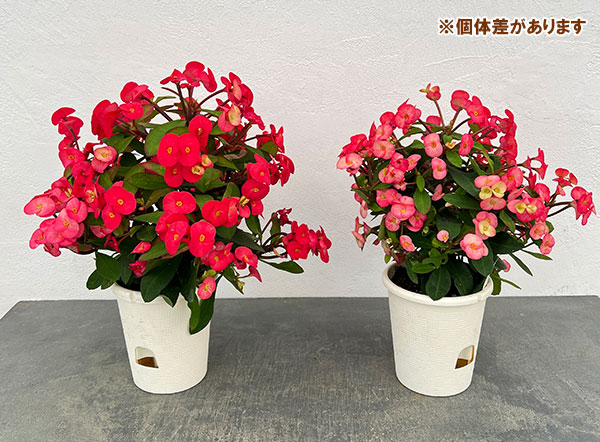 トゲ無し大輪ハナキリン（花キリン）：シャインキッス・レッド系4号鉢植え