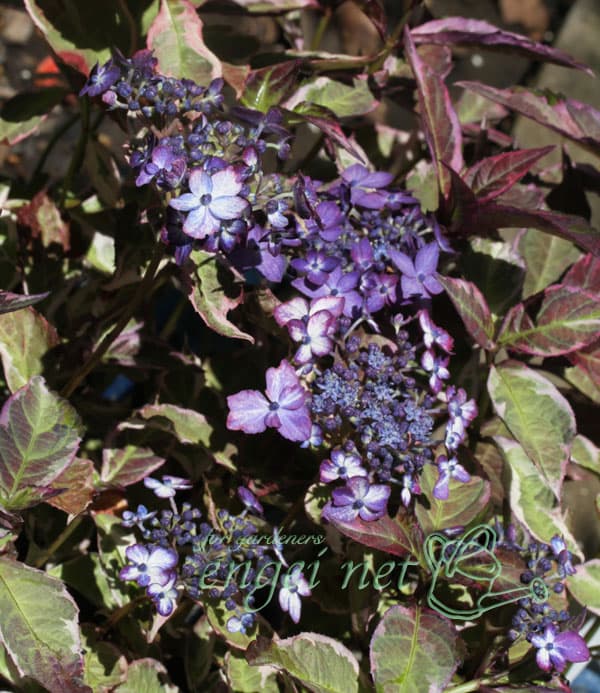 ヤマアジサイ：御厨の暁（ミクリヤノアカツキ）3号ポット