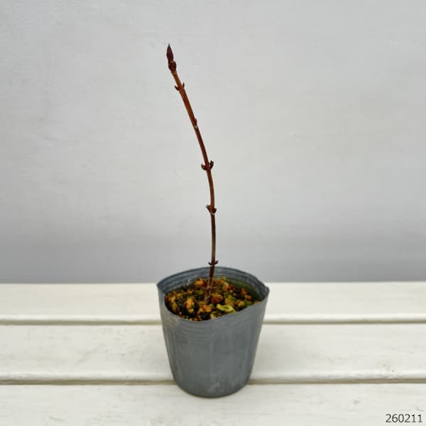 ヤマアジサイ:御厨の暁(ミクリヤノアカツキ)3号ポット