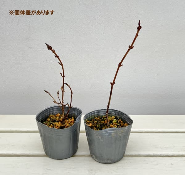 ヤマアジサイ:御厨の暁(ミクリヤノアカツキ)3号ポット