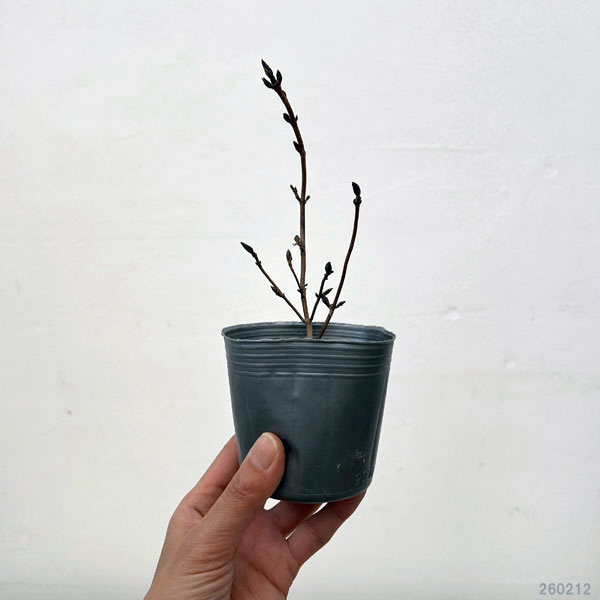 ヤマアジサイ:御厨の暁(ミクリヤノアカツキ)3号ポット