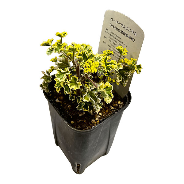 [26年3月中下旬予約]斑入りハーブペラルゴニウム：レモンフレンチ3号ポット