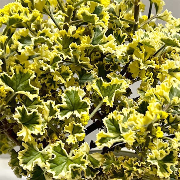 [26年4月下旬予約]斑入りハーブペラルゴニウム：レモンフレンチ4号ポット