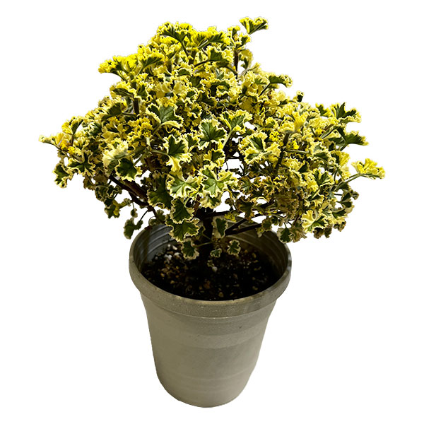 [26年4月下旬予約]斑入りハーブペラルゴニウム：レモンフレンチ4号ポット