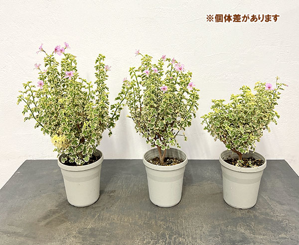 斑入りハーブペラルゴニウム：レモンフレンチ4号ポット