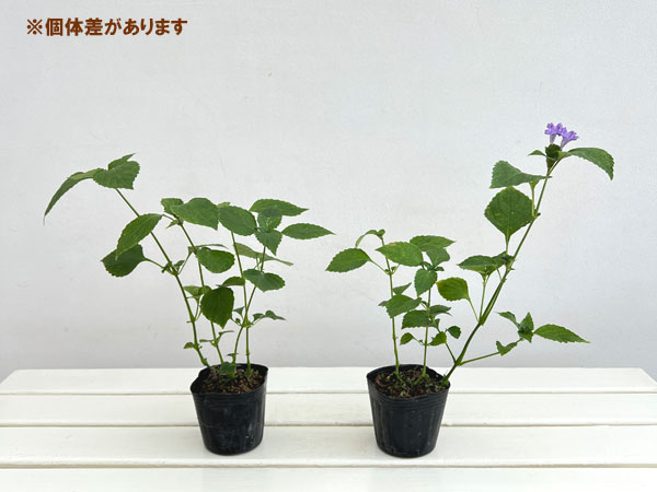 スズムシバナ(鈴虫花)3号ポット