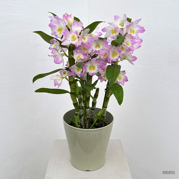 デンドロビウム（ノビル系）：ファンシーエンジェル・リセ5号鉢入り