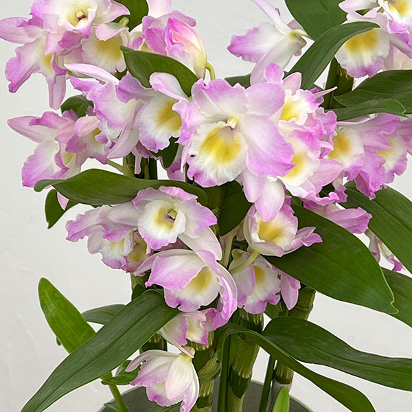 デンドロビウム（ノビル系）：ファンシーエンジェル・リセ5号鉢入り