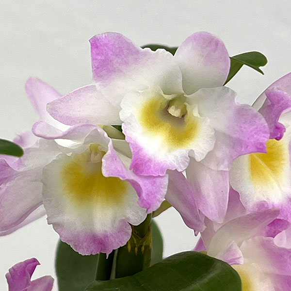 デンドロビウム（ノビル系）：ファンシーエンジェル・リセ5号鉢入り