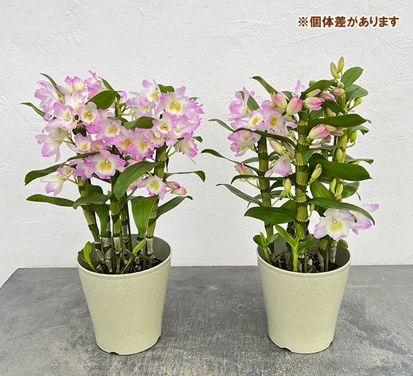 デンドロビウム（ノビル系）：ファンシーエンジェル・リセ5号鉢入り