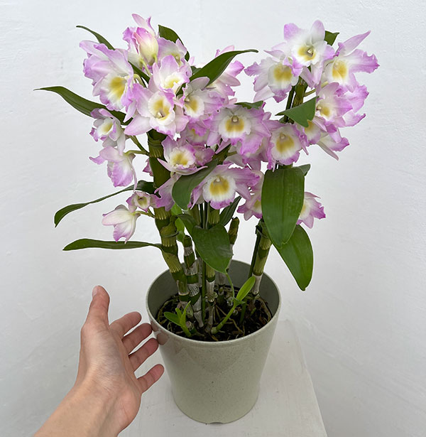 デンドロビウム（ノビル系）：ファンシーエンジェル・リセ5号鉢入り
