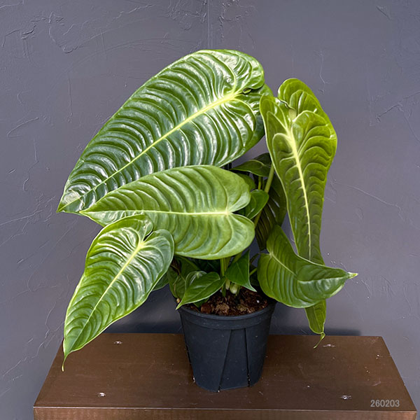 アンスリウム:ベイチー 5号ポット