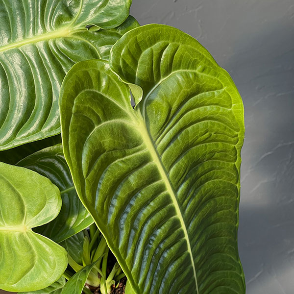 アンスリウム:ベイチー 5号ポット