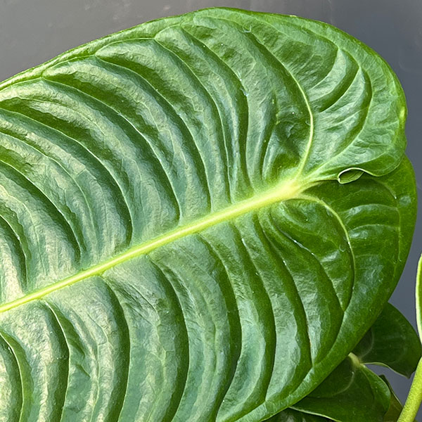 アンスリウム:ベイチー 5号ポット