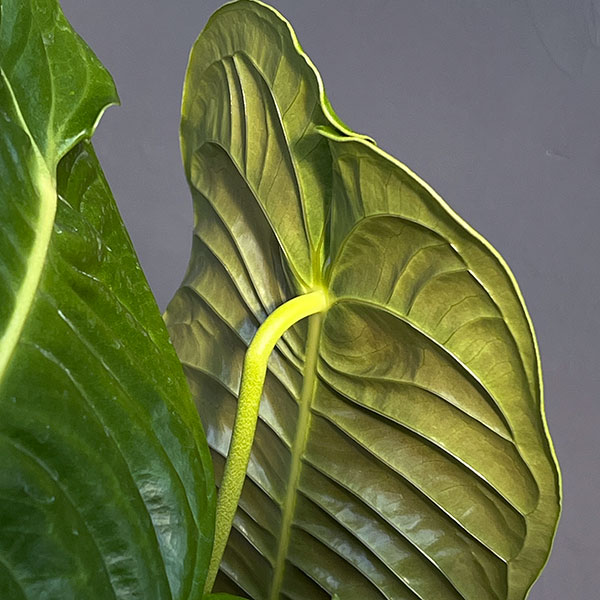 アンスリウム:ベイチー 5号ポット