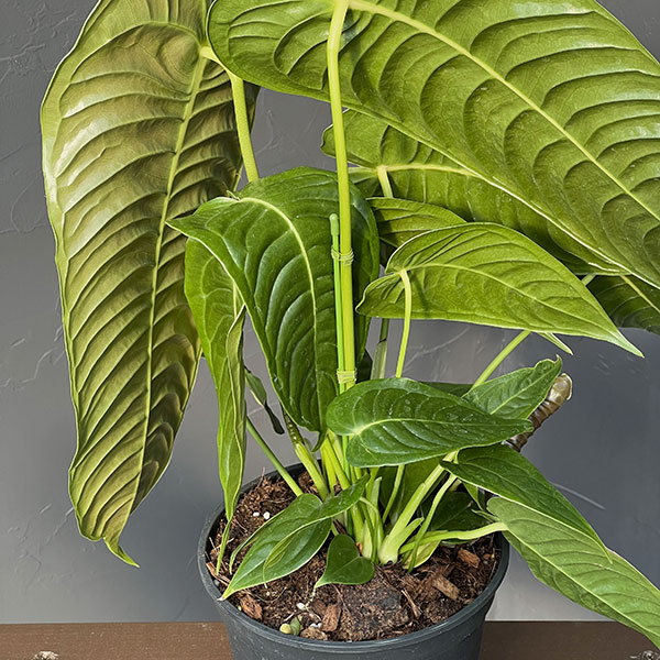 アンスリウム:ベイチー 5号ポット