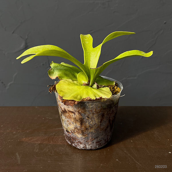 ビカクシダ(コウモリラン):コロナリウム 3号ポット