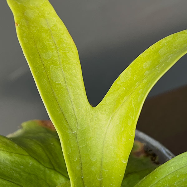 ビカクシダ(コウモリラン):コロナリウム 3号ポット