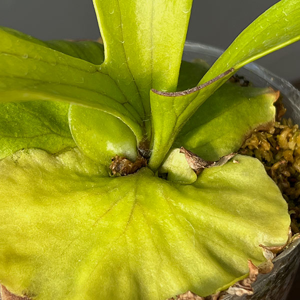 ビカクシダ(コウモリラン):コロナリウム 3号ポット