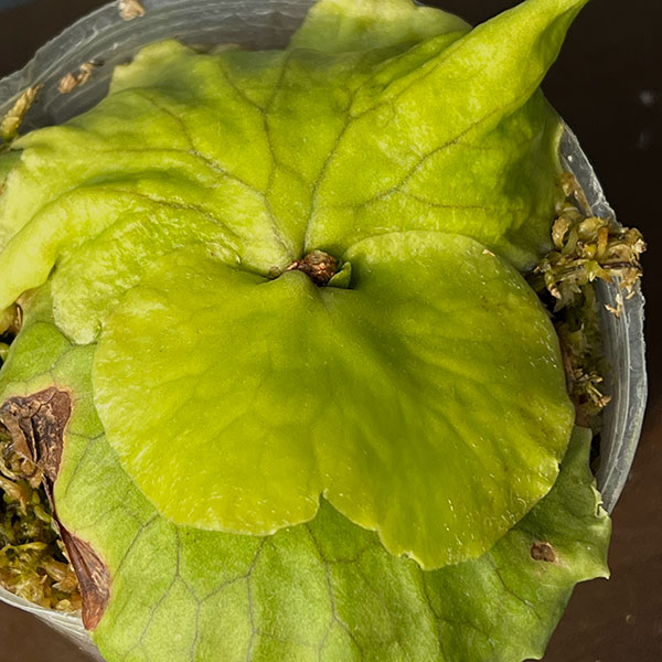 ビカクシダ(コウモリラン):コロナリウム 3号ポット