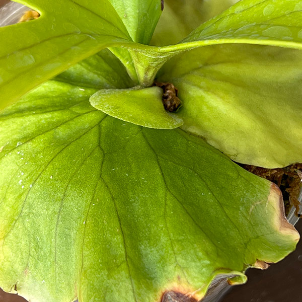 ビカクシダ(コウモリラン):コロナリウム 3号ポット