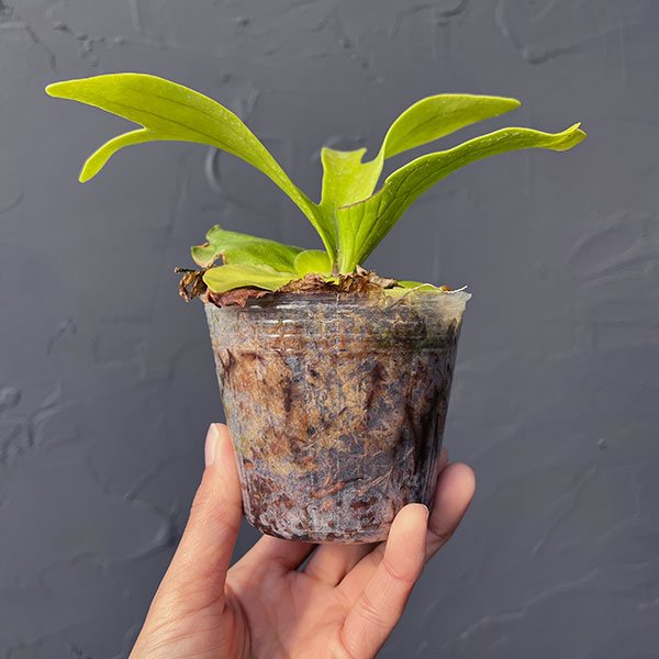 ビカクシダ(コウモリラン):コロナリウム 3号ポット