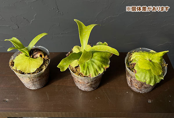 ビカクシダ(コウモリラン):コロナリウム 3号ポット