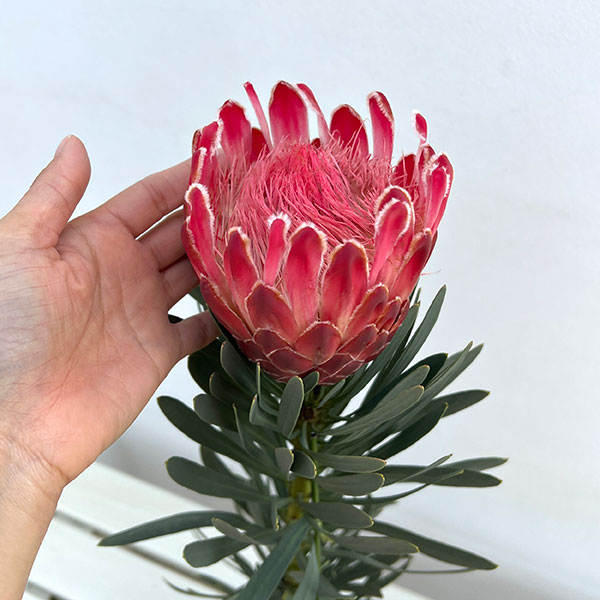 プロテア：ビーナス　5号鉢植え