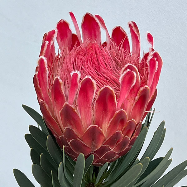 プロテア：ビーナス　5号鉢植え