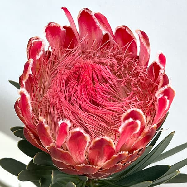 プロテア：ビーナス　5号鉢植え