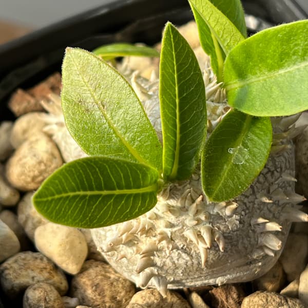 パキポディウム：ブレビカウレ（恵比寿笑い）　3.5号鉢入り