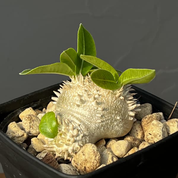 パキポディウム：ブレビカウレ（恵比寿笑い）　3.5号鉢入り