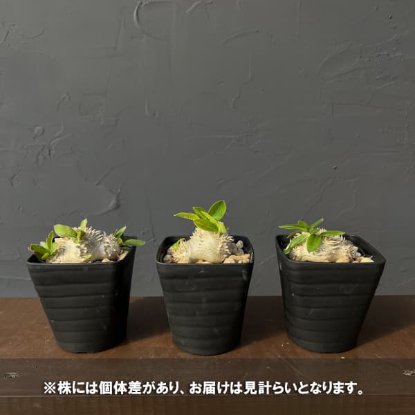 パキポディウム：ブレビカウレ（恵比寿笑い）　3.5号鉢入り