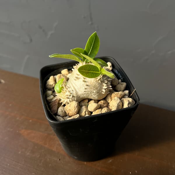 パキポディウム：ブレビカウレ（恵比寿笑い）　3.5号鉢入り