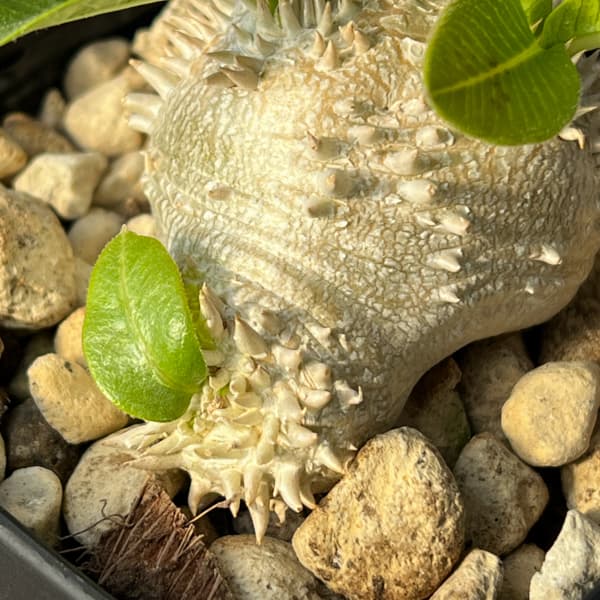 パキポディウム：ブレビカウレ（恵比寿笑い）　3.5号鉢入り