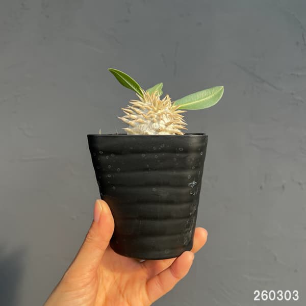 パキポディウム：エブレネウム　3.5号鉢入り