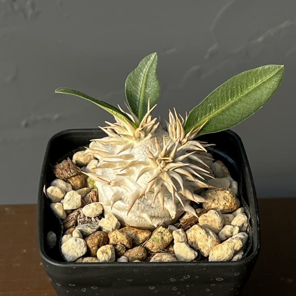 パキポディウム：エブレネウム　3.5号鉢入り