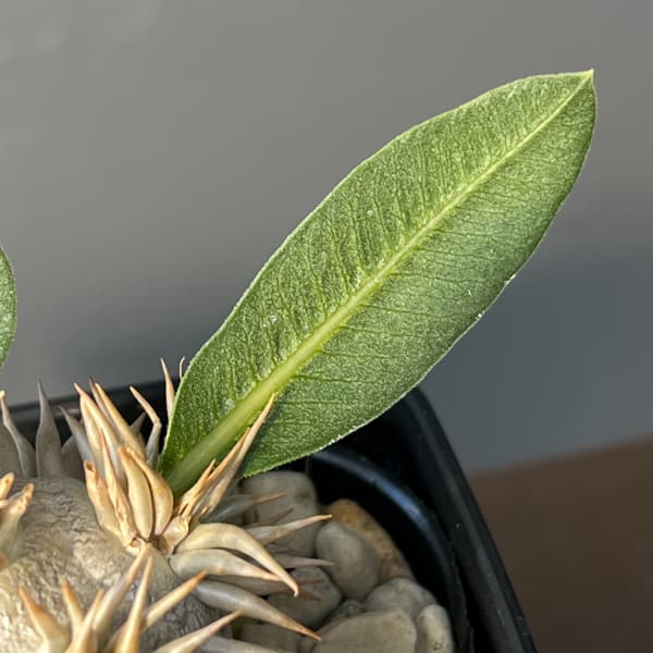 パキポディウム：エブレネウム　3.5号鉢入り