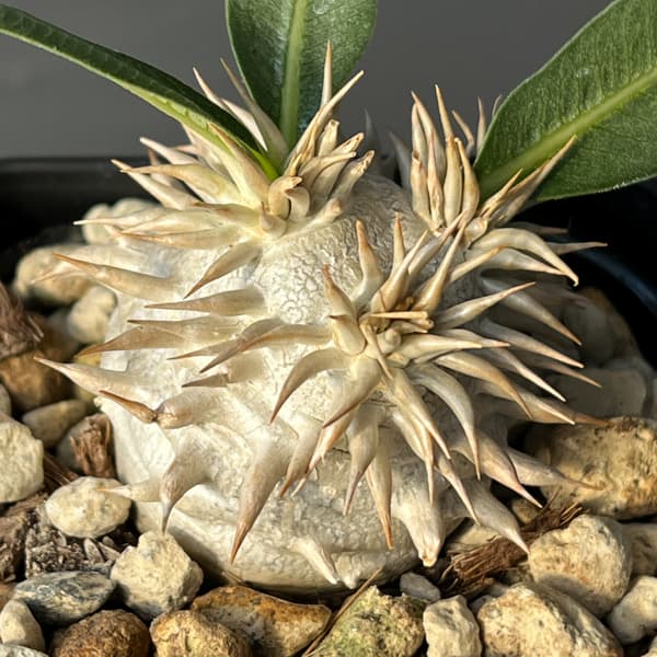 パキポディウム：エブレネウム　3.5号鉢入り