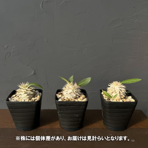 パキポディウム：エブレネウム　3.5号鉢入り