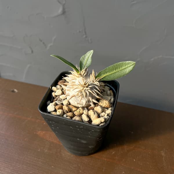 パキポディウム：エブレネウム　3.5号鉢入り