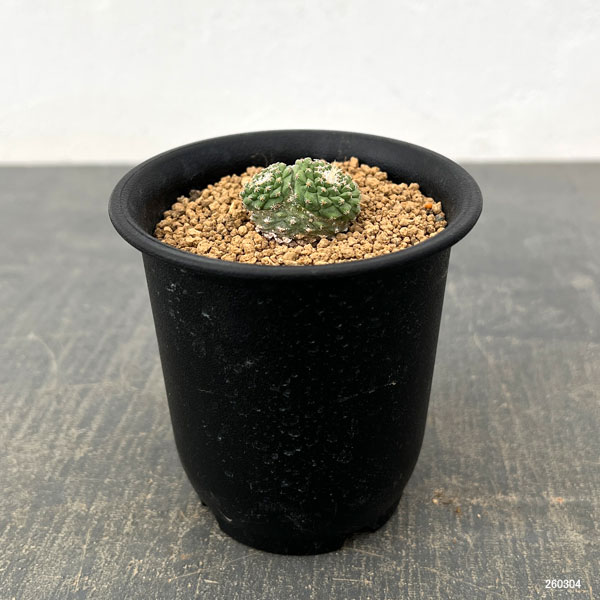 サボテン：ストロンボカクタス　菊水マルチヘッド2.5号鉢植え26-01